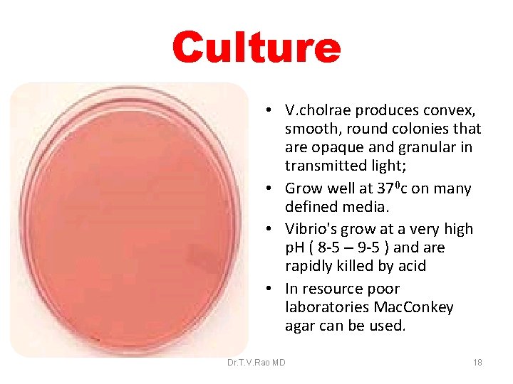 Culture • V. cholrae produces convex, smooth, round colonies that are opaque and granular