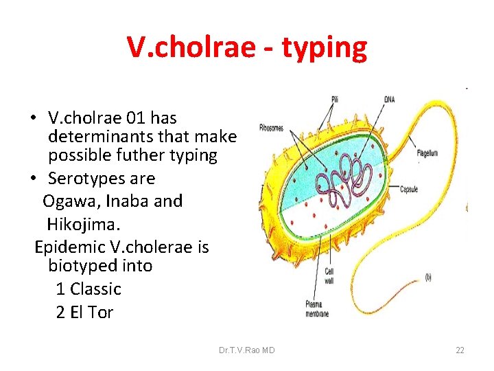 V. cholrae - typing • V. cholrae 01 has determinants that make possible futher