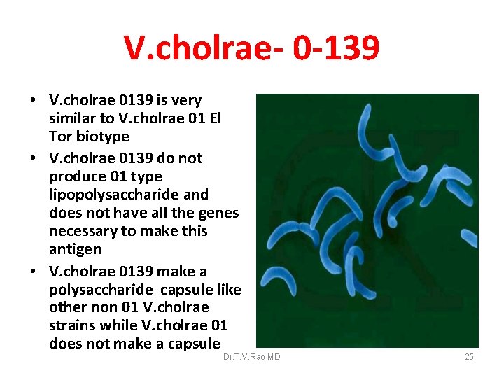 V. cholrae- 0 -139 • V. cholrae 0139 is very similar to V. cholrae