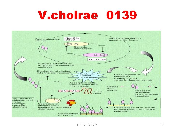 V. cholrae 0139 Dr. T. V. Rao MD 26 