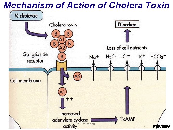 Mechanism of Action of Cholera Toxin Dr. T. V. Rao MD 29 REVIEW 