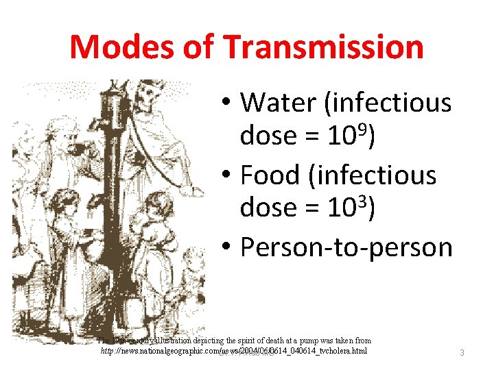 Modes of Transmission • Water (infectious dose = 109) • Food (infectious 3 dose