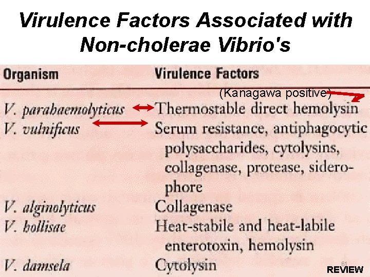 Virulence Factors Associated with Non-cholerae Vibrio's (Kanagawa positive) Dr. T. V. Rao MD 61