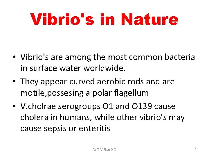 Vibrio's in Nature • Vibrio's are among the most common bacteria in surface water