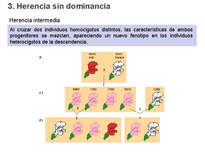 3. Herencia sin dominancia Herencia intermedia Al cruzar dos individuos homocigotos distintos, las características