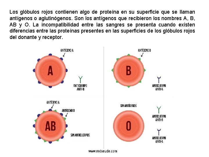 Los glóbulos rojos contienen algo de proteína en su superficie que se llaman antígenos