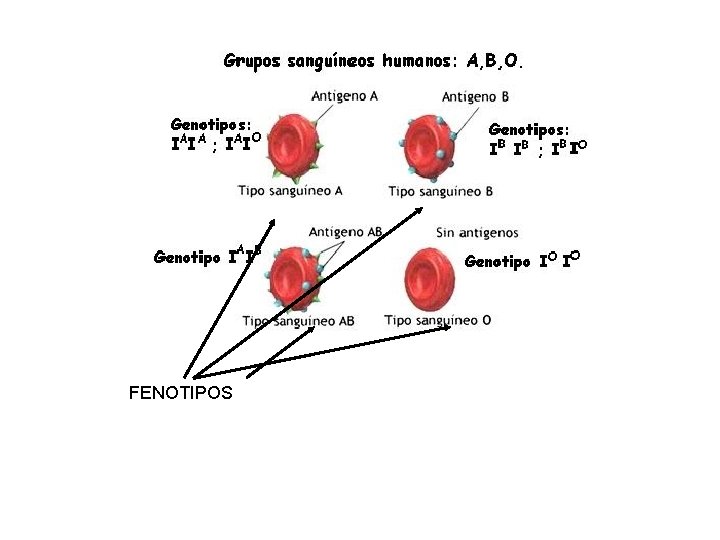 FENOTIPOS 