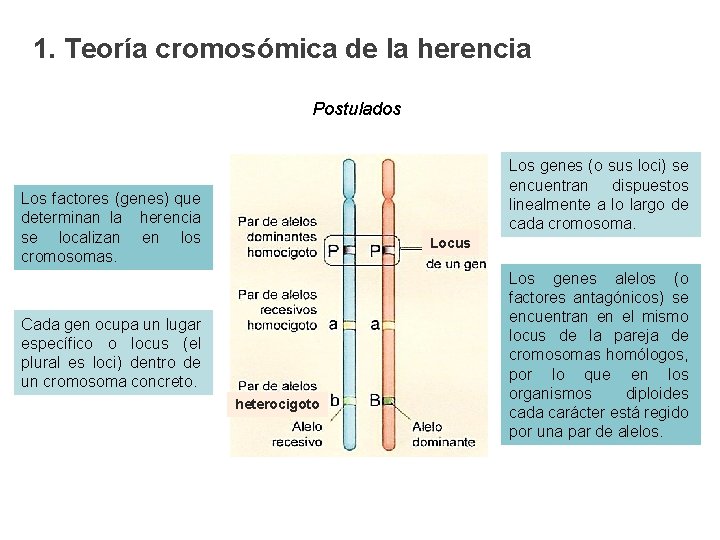 1. Teoría cromosómica de la herencia Postulados Los genes (o sus loci) se encuentran