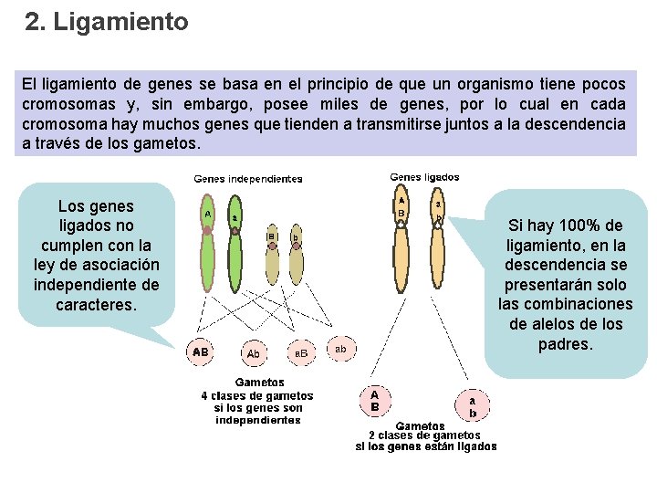 2. Ligamiento El ligamiento de genes se basa en el principio de que un