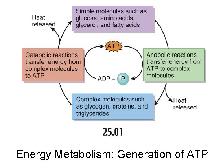 Energy Metabolism: Generation of ATP 