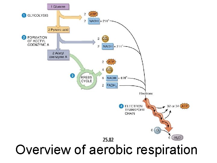 Overview of aerobic respiration 