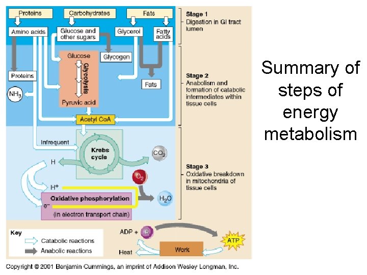 Summary of steps of energy metabolism 