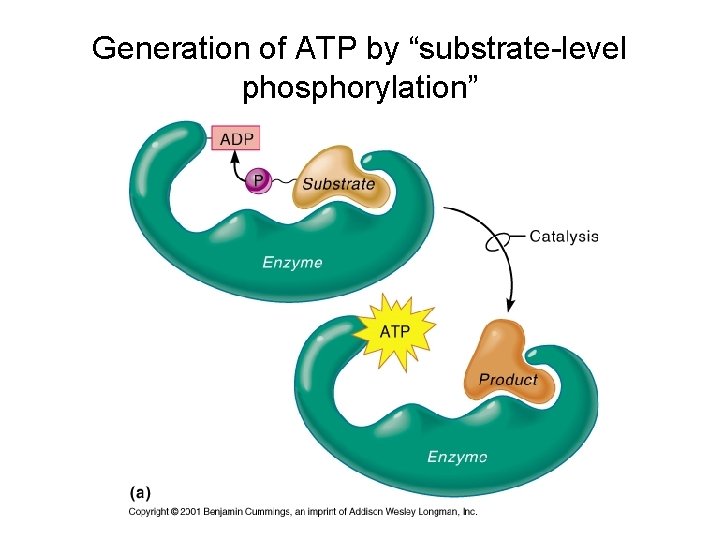 Generation of ATP by “substrate-level phosphorylation” 