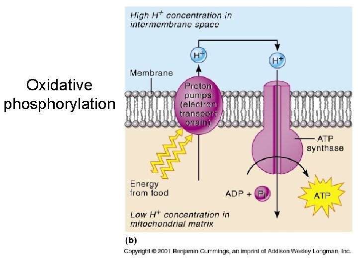 Oxidative phosphorylation 