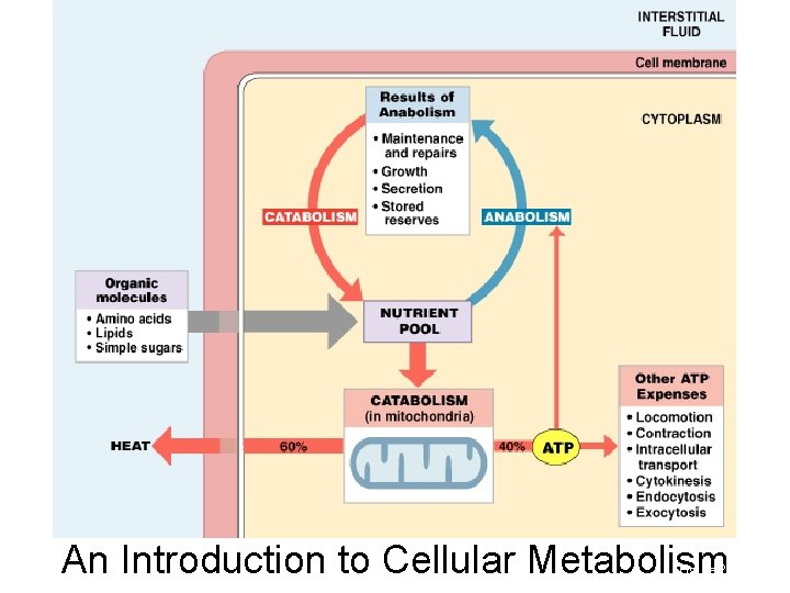 An Introduction to Cellular Metabolism Figure 25– 1 