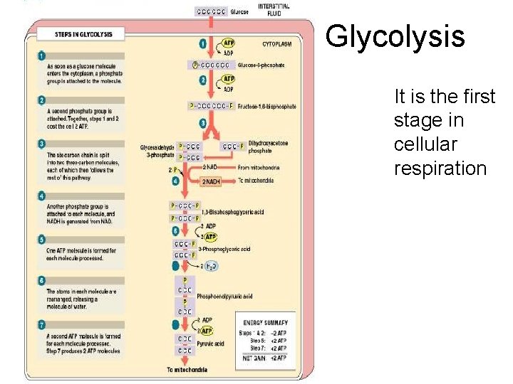 Glycolysis It is the first stage in cellular respiration 