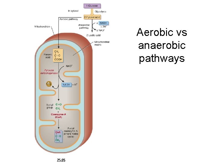 Aerobic vs anaerobic pathways 