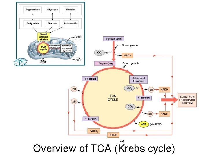 Overview of TCA (Krebs cycle) 