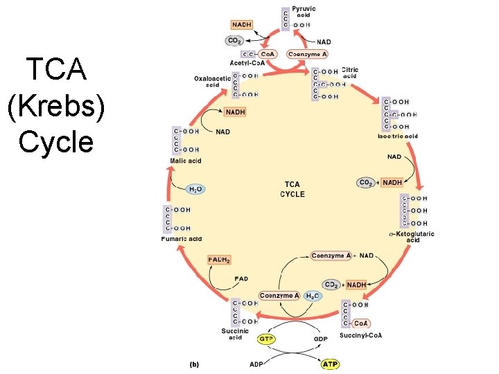 TCA (Krebs) Cycle 