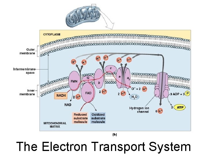 The Electron Transport System 