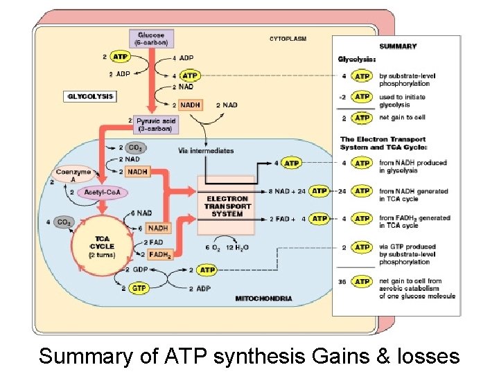 Summary of ATP synthesis Gains & losses 