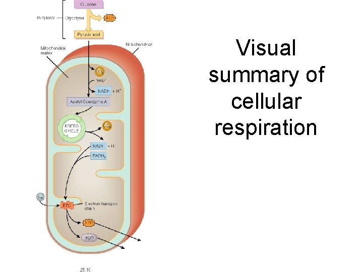 Visual summary of cellular respiration 