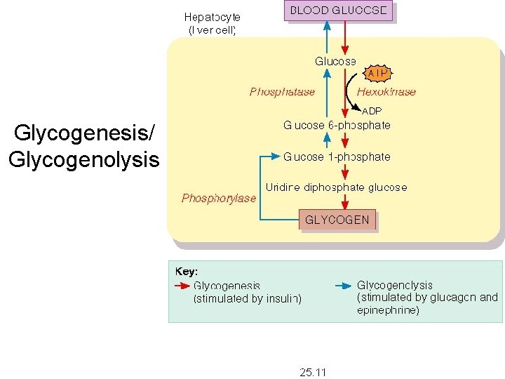 Glycogenesis/ Glycogenolysis 