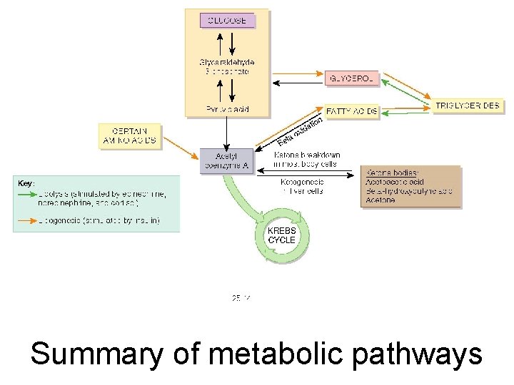 Summary of metabolic pathways 