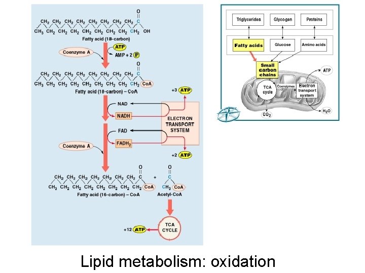 Lipid metabolism: oxidation 