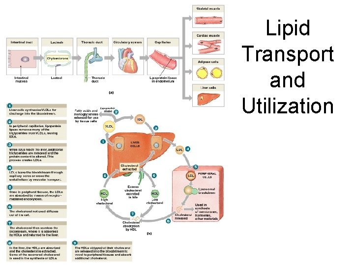 Lipid Transport and Utilization Figure 25– 9 