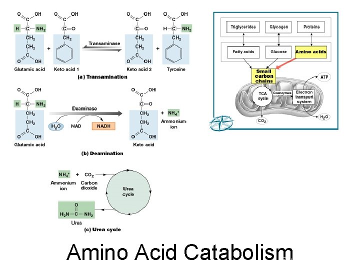 Amino Acid Catabolism Figure 25– 10 (Navigator) 