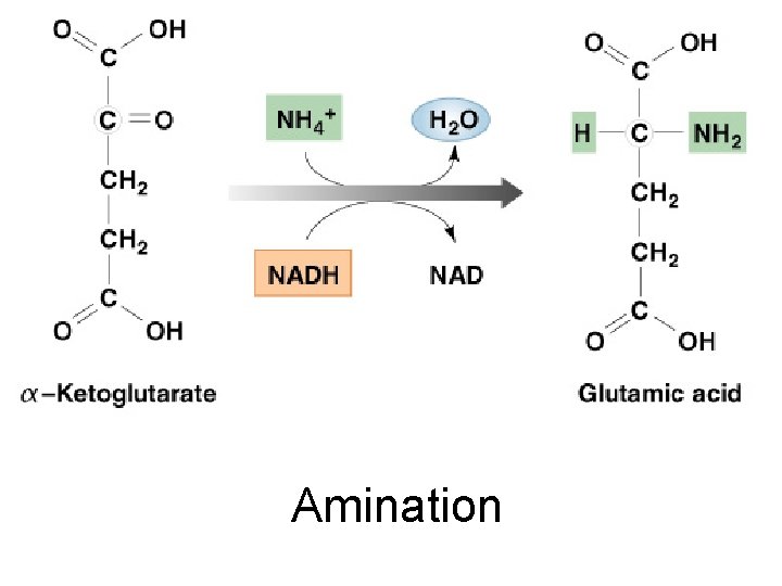 Amination Figure 25– 11 