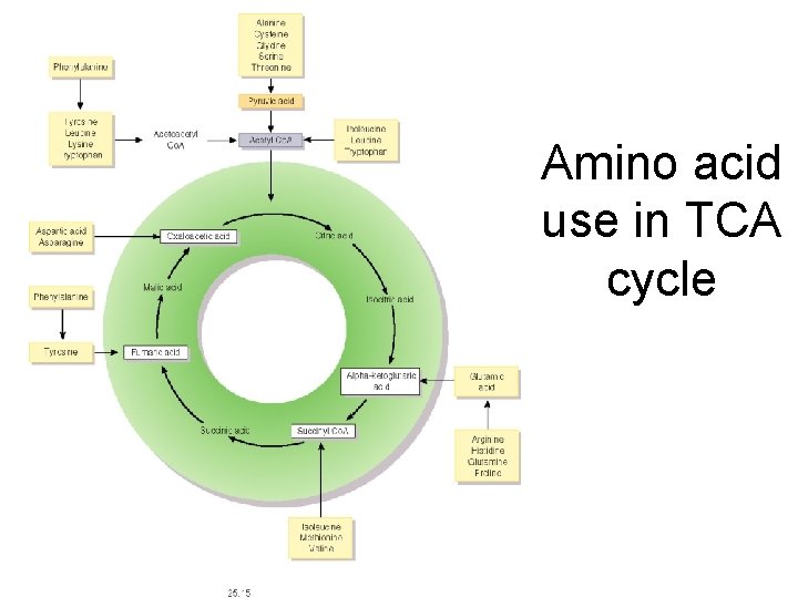 Amino acid use in TCA cycle 