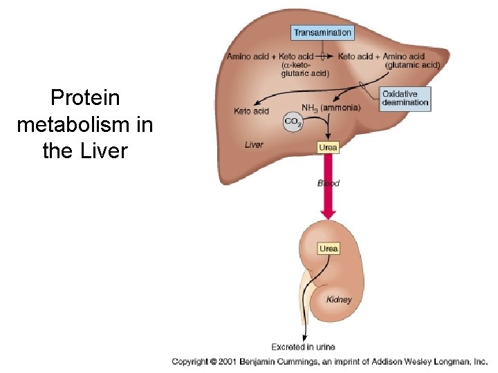 Protein metabolism in the Liver 