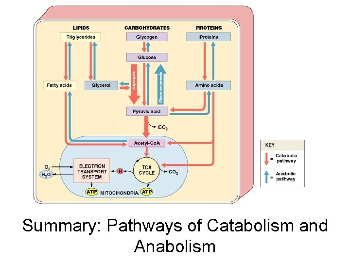 Summary: Pathways of Catabolism and Anabolism Figure 25– 12 