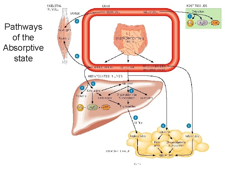 Pathways of the Absorptive state 