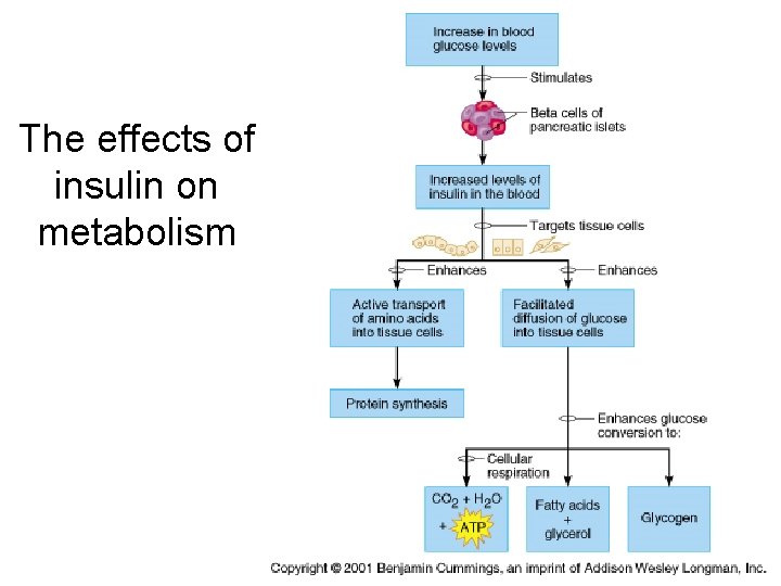 The effects of insulin on metabolism 