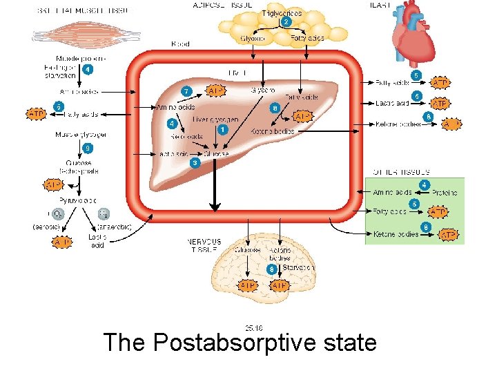 The Postabsorptive state 