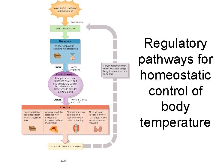 Regulatory pathways for homeostatic control of body temperature 