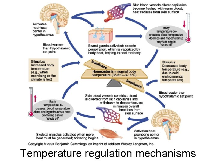 Temperature regulation mechanisms 