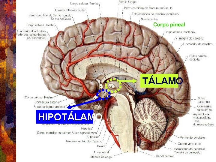 TÁLAMO HIPOTÁLAMO 