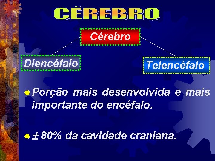 Cérebro Diencéfalo Telencéfalo ® Porção mais desenvolvida e mais importante do encéfalo. ® 80%