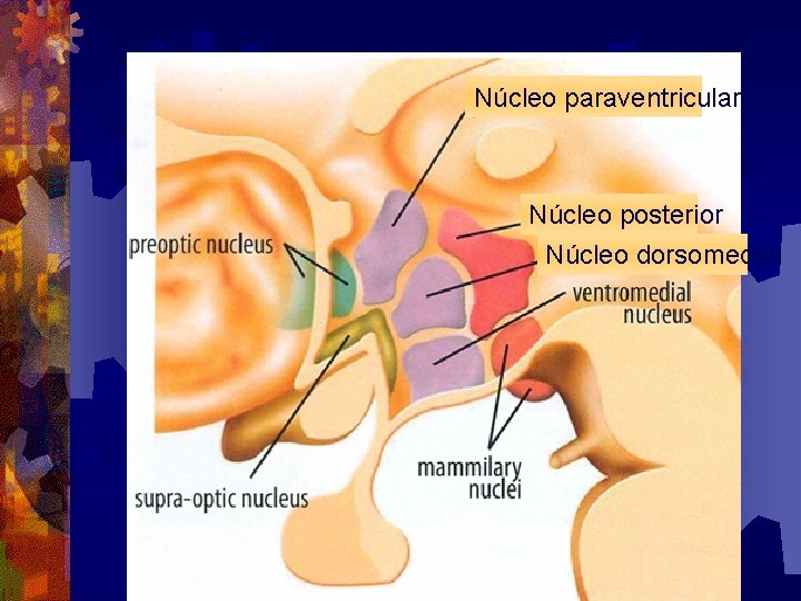 Núcleo paraventricular Núcleo posterior Núcleo dorsomedial 