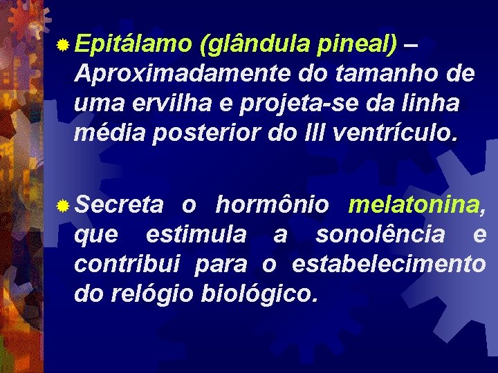 ® Epitálamo (glândula pineal) – Aproximadamente do tamanho de uma ervilha e projeta-se da