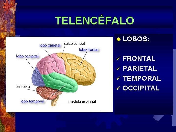 TELENCÉFALO ® LOBOS: FRONTAL ü PARIETAL ü TEMPORAL ü OCCIPITAL ü 