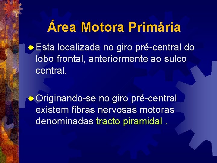 Área Motora Primária ® Esta localizada no giro pré-central do lobo frontal, anteriormente ao