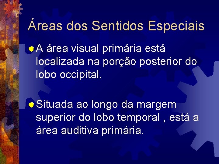 Áreas dos Sentidos Especiais ®A área visual primária está localizada na porção posterior do