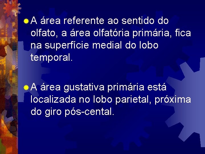 ®A área referente ao sentido do olfato, a área olfatória primária, fica na superfície