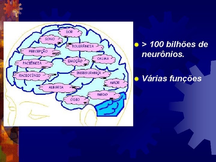 ®> 100 bilhões de neurônios. ® Várias funções 