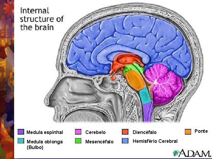 Medula espinhal Cerebelo Diencéfalo Medula oblonga (Bulbo) Mesencéfalo Hemisfério Cerebral Ponte 